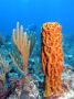 AmbergrisCaye05 - 116